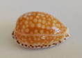 /products/cypraea-gaskoini-reeve-1846/
